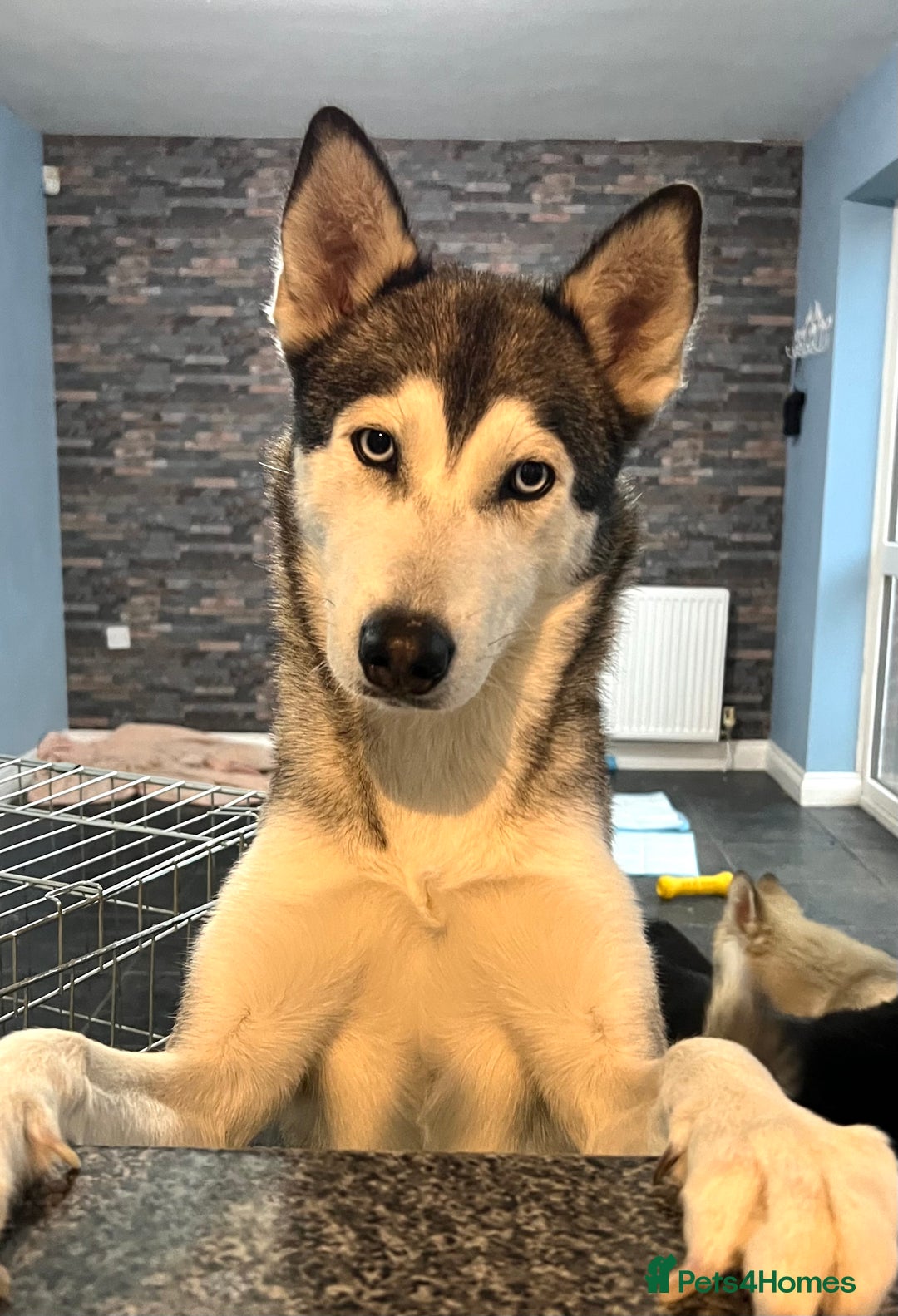 Siberian Husky dogs for sale: Four year old girl Berrien husky - Advert 2