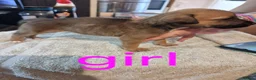 Mixed Breed dogs for sale: Mixed puppies for sale  in Chatham - Advert 8