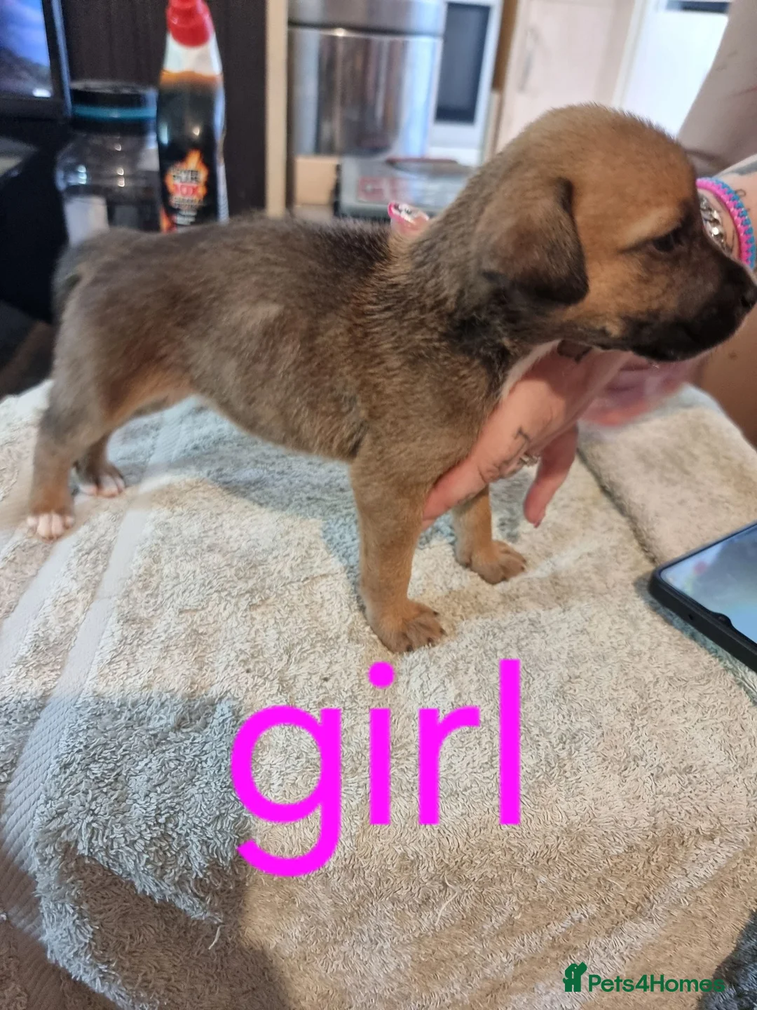 Mixed Breed dogs for sale: Mixed puppies for sale  in Chatham - Advert 8