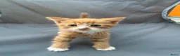 Mixed Breed cats for sale: Mix Breed Kittens - Advert 8