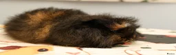 Guinea Pig rodents for sale: Pedigree Swiss Father + Son - Advert 11