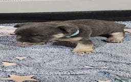 Mixed Breed dogs for sale: French Bulldog x Chichuhua - Image 4