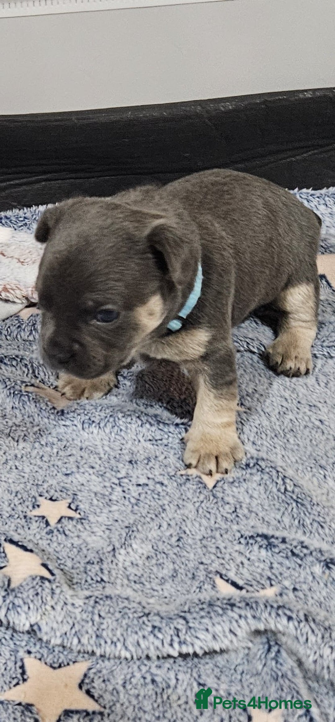 Mixed Breed dogs for sale: French Bulldog x Chichuhua - Image 4
