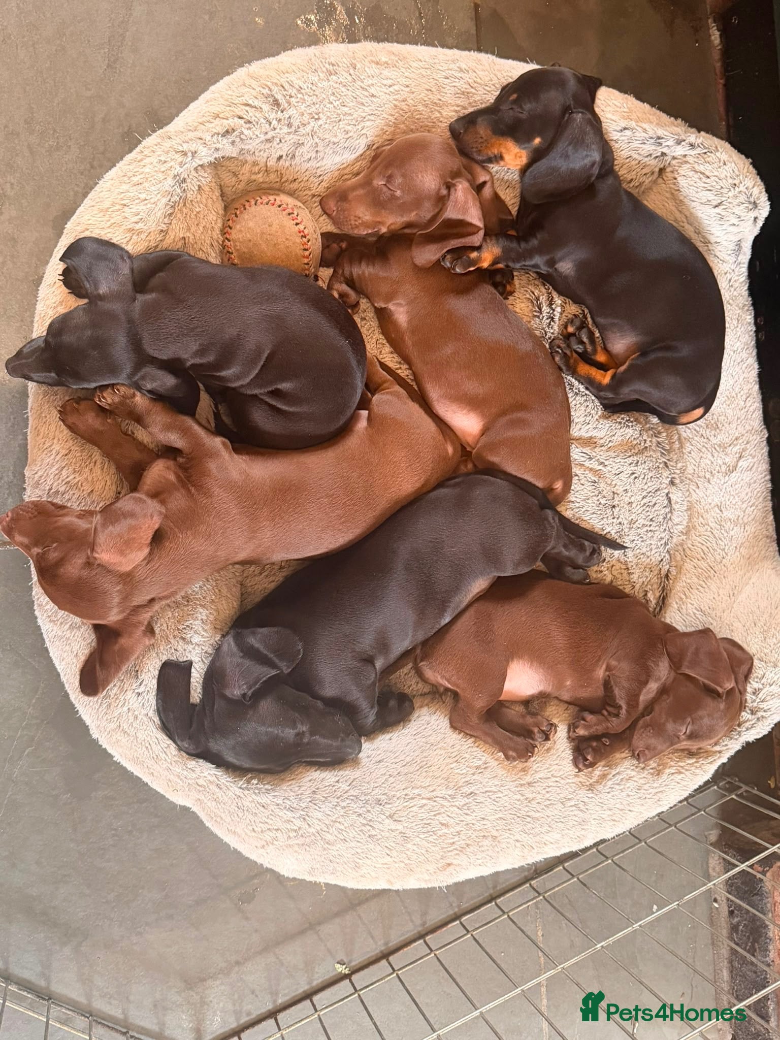 Dachshund dogs READY NOW! RARE coloured KC mini daschunds  - Advert 2