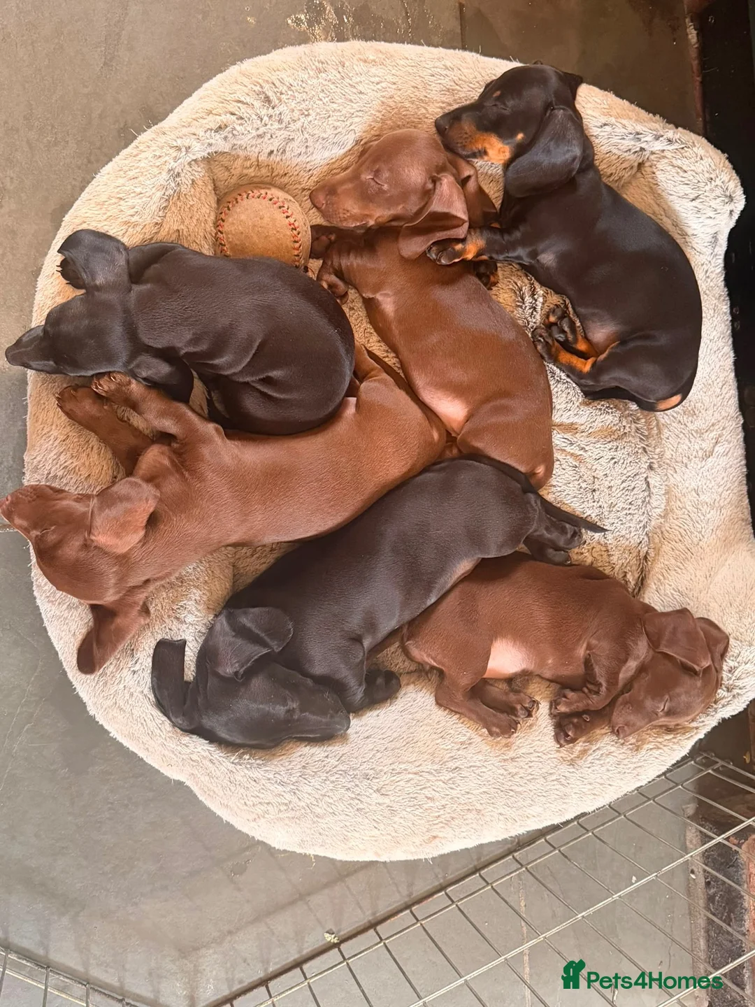 Miniature Dachshund dogs for sale: Ludlow KC Reg Miniature Dachshund Puppies - Advert 2