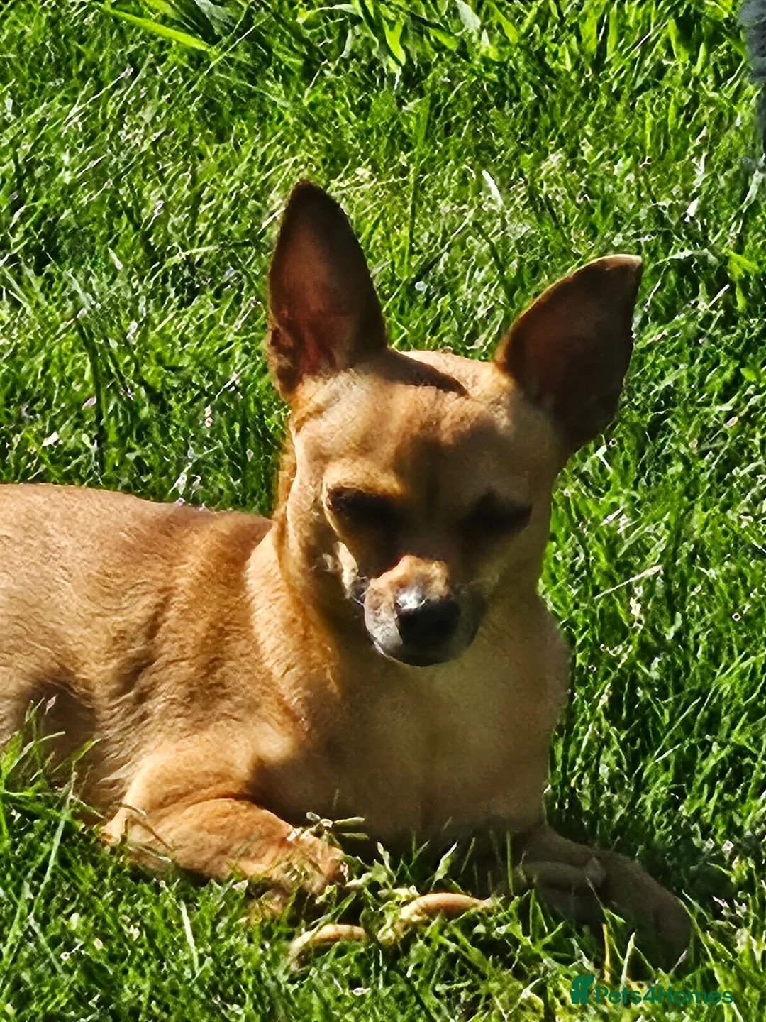 Pomchi dogs for sale: 🐶♥️Beautiful Pomchi puppies🐶♥️ - Advert 20