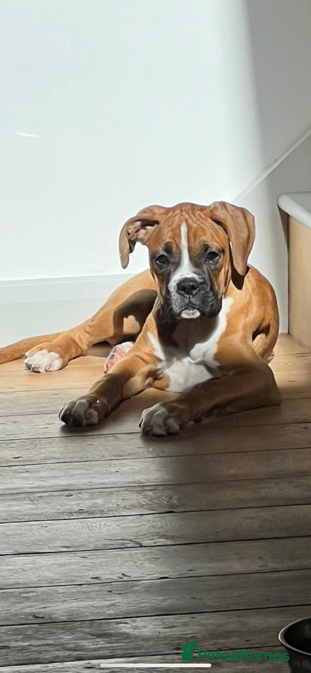 Boxer dogs for sale: Amazing boxer puppies  - Advert 1