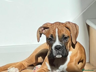 Boxer dogs Amazing boxer puppies - Advert 3