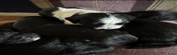 Sprocker dogs for sale: £995 EACH Beautiful cocker spaniel puppies  - Advert 15