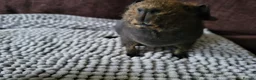 Guinea Pig rodents for sale: Lovely skinny Guinea Pig female in Rugby - Advert 2