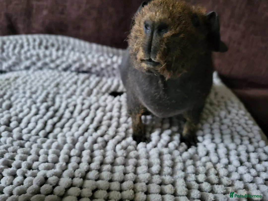 Guinea Pig rodents for sale: Lovely skinny Guinea Pig female in Rugby - Advert 2