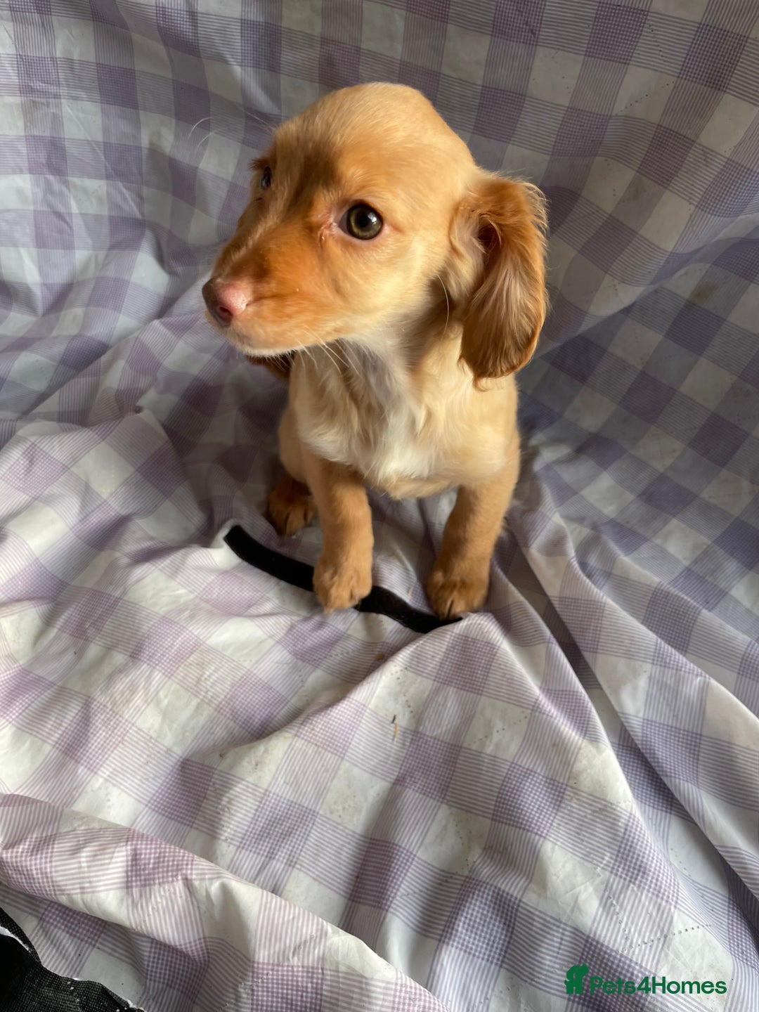 Cockapoo dogs for sale: Cockapoo puppies  - Advert 18