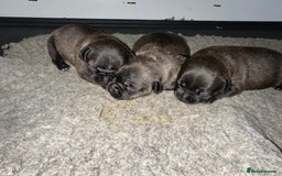 Staffordshire Bull Terrier dogs for sale: Gorgeous black brindle Staffy pups KC - Image 21