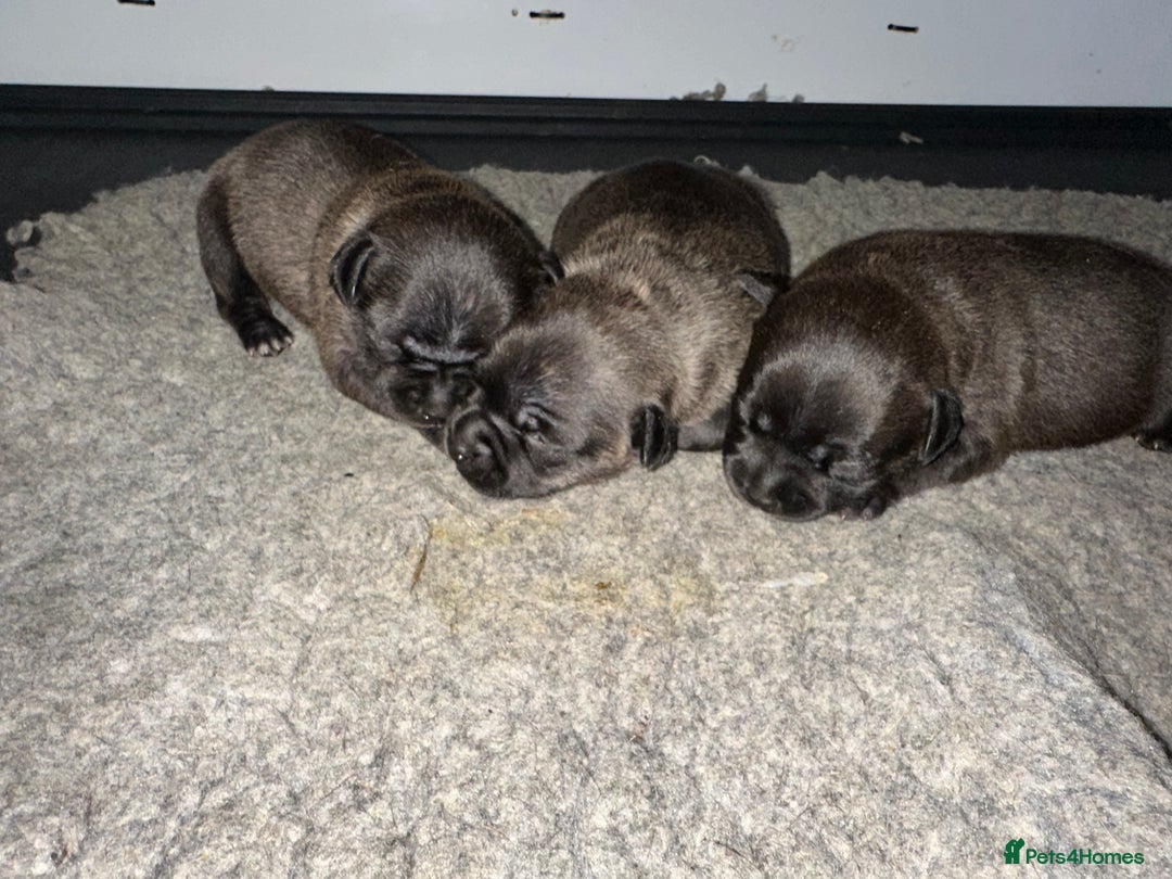 Staffordshire Bull Terrier dogs for sale: Gorgeous black brindle Staffy pups KC - Image 21