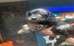 Cockapoo dogs for sale: Beautiful Merle F1 cockapoos  - Image 3