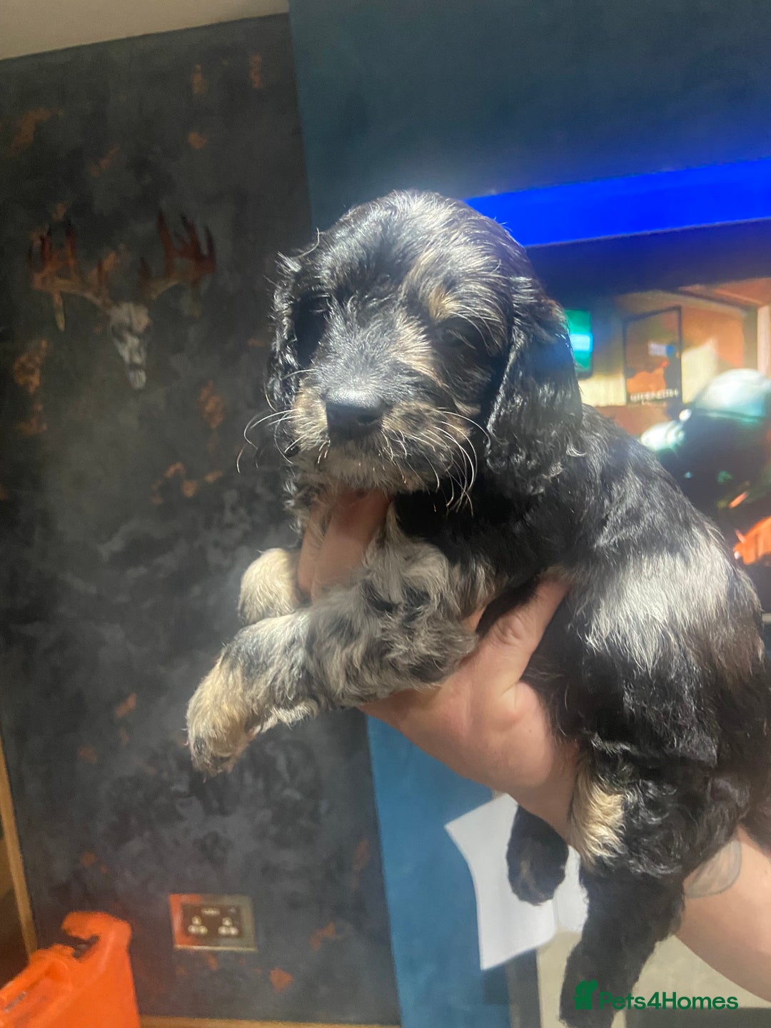 Cockapoo dogs for sale: Beautiful Merle F1 cockapoos  - Image 3