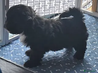 Havanese dogs Pedigree Bolonka pups, a rare breed - Advert 5