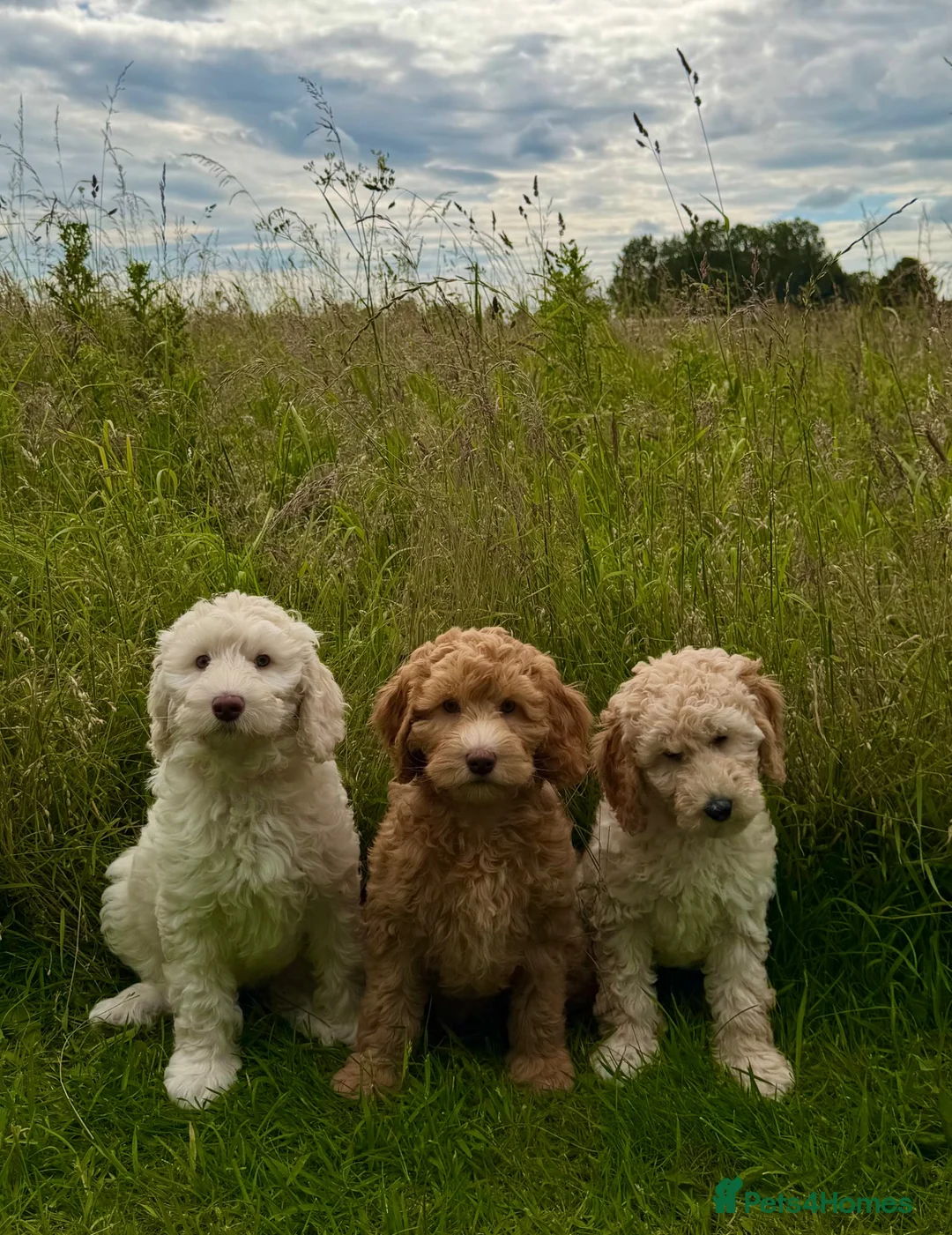 Goldendoodle dogs for sale: Fabulous Australian Doubledoodle Puppies  - Advert 1