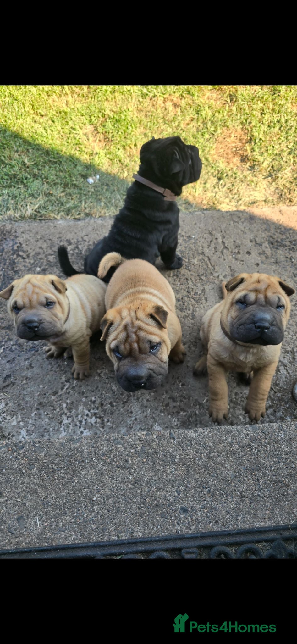 Shar Pei dogs 3 Shar pei puppies available - Advert 2