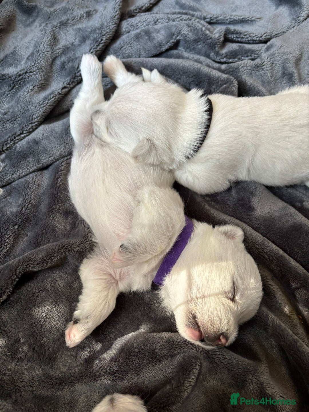 West Highland Terrier dogs for sale: Stunning Hand-Reared Westies – 4 Beautiful Boys - Image 4