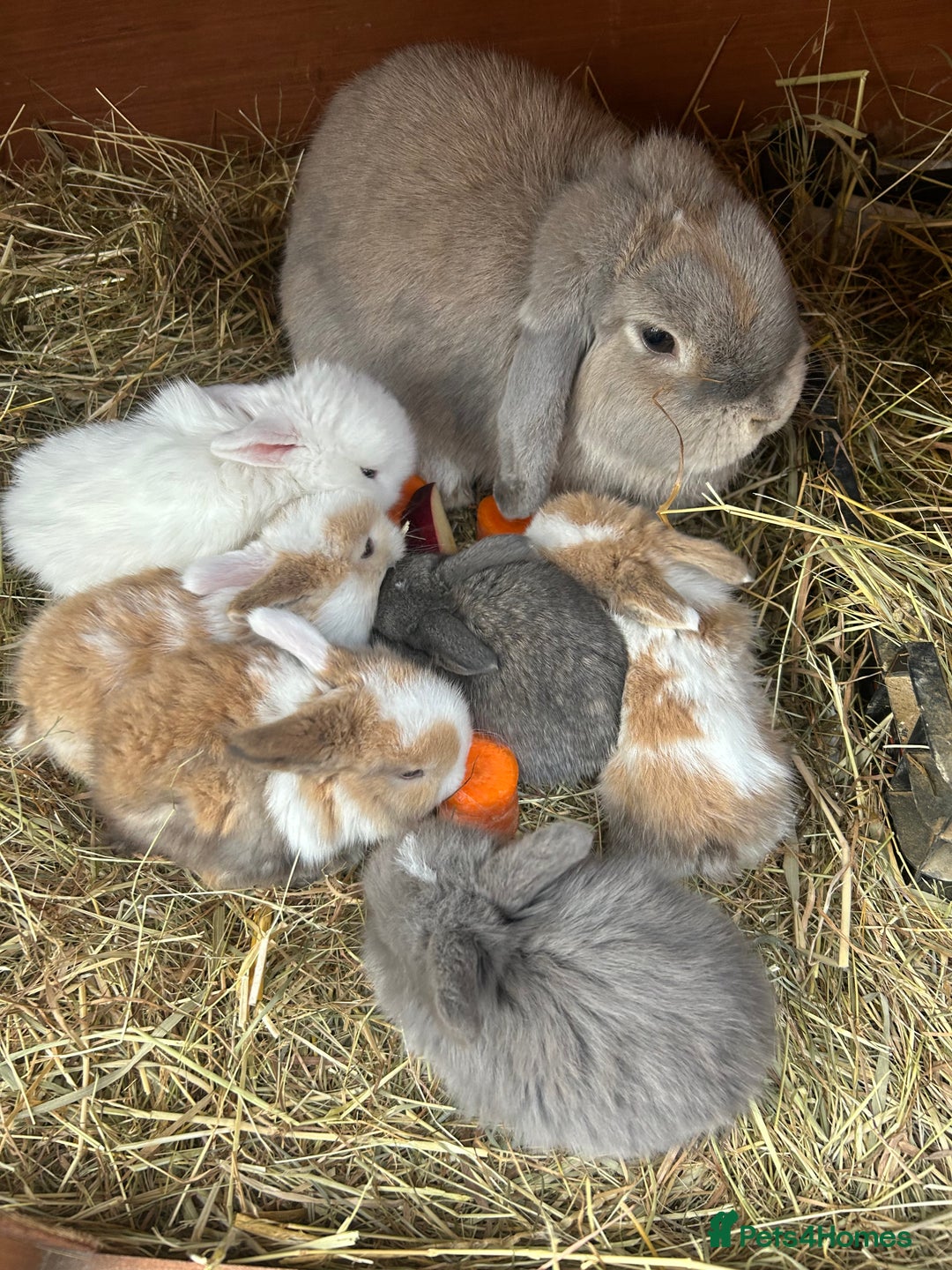 Netherland Dwarf rabbits for sale: Beautiful Mini lop and Netherland dwarf bunnies  - Advert 24