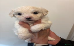 Maltipoo dogs for sale: 🤩 6 stunning Maltipoo puppies 🤩 - Image 5