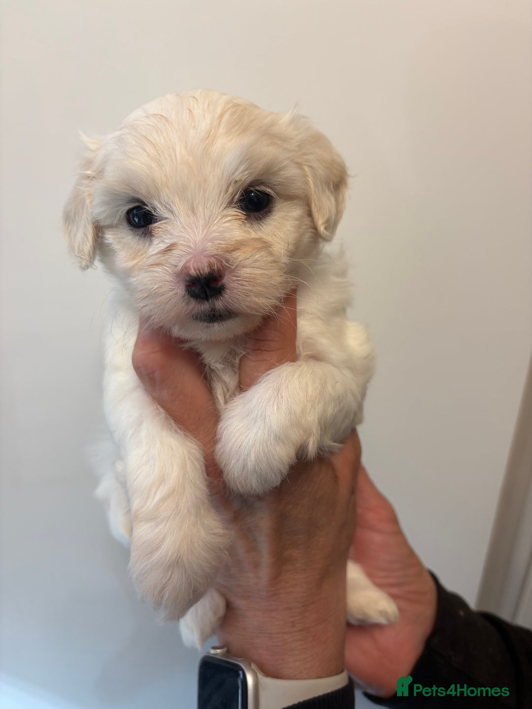 Maltipoo dogs for sale: 🤩 6 stunning Maltipoo puppies 🤩 - Image 5