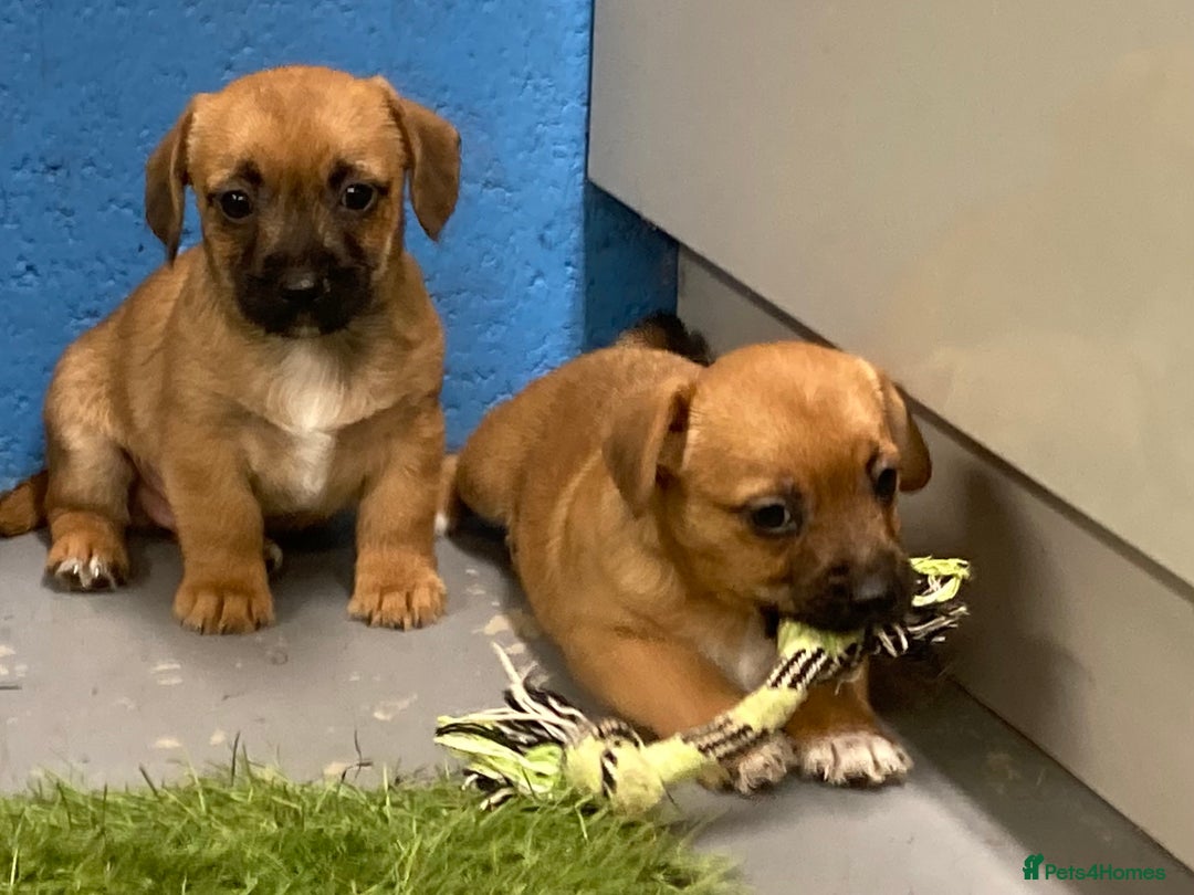 Mixed Breed dogs for sale: Border Terrier cross  - Image 3