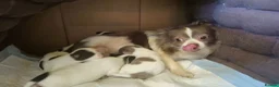 Chihuahua dogs for sale: Full pedigree long coat chihuahua lilac/chocolate - Advert 8