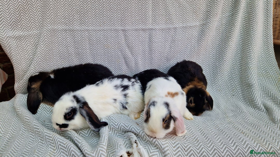 Mini Lop rabbits for sale: Mini Lop Male Rabbits - Image 9