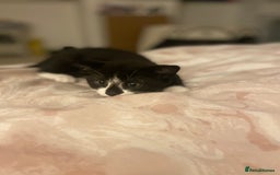 Mixed Breed cats for sale: 4 beautiful kittens for sale , 3 boys 1 girl  - Image 21