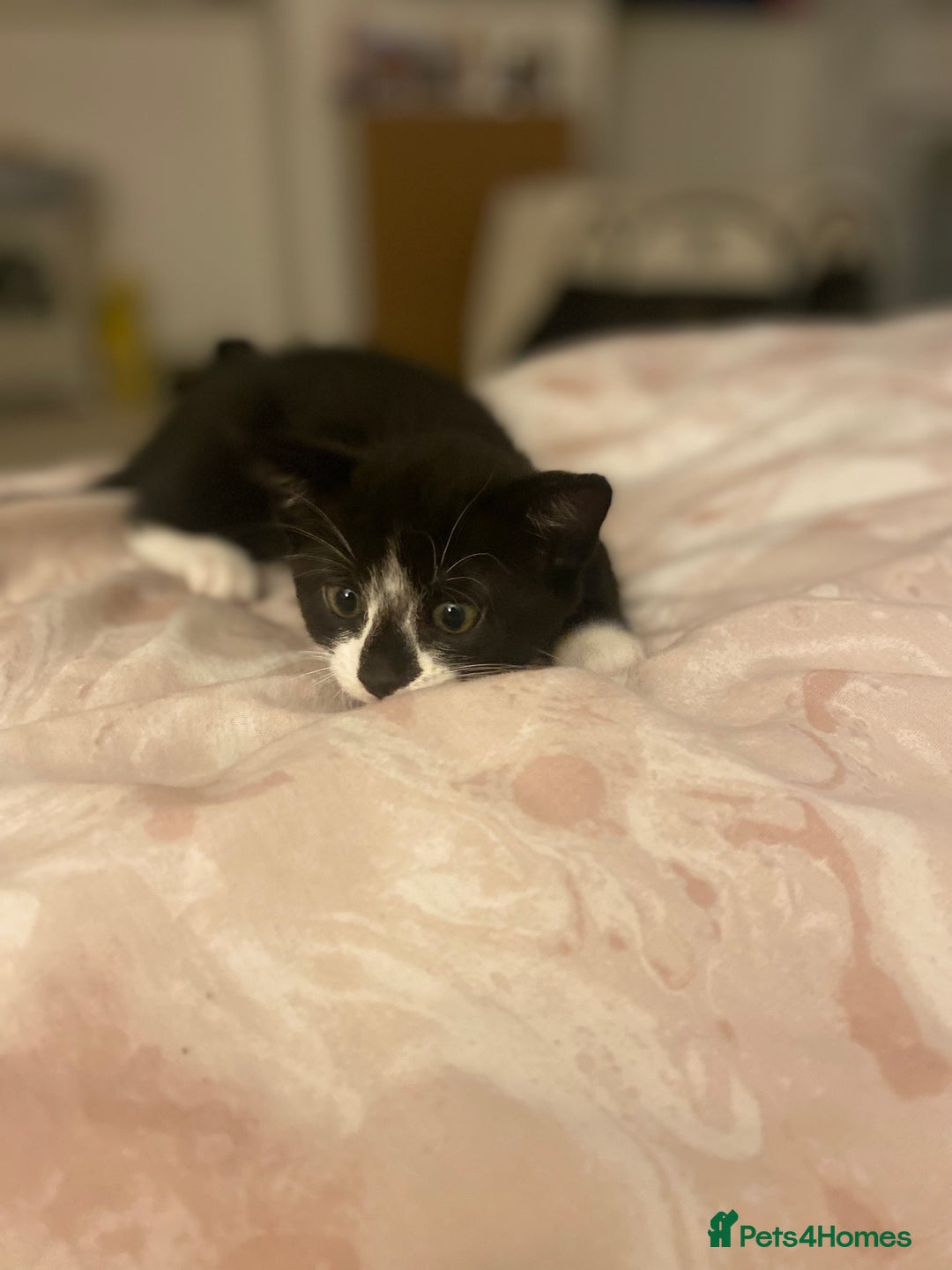 Mixed Breed cats for sale: 4 beautiful kittens for sale , 3 boys 1 girl  - Image 21