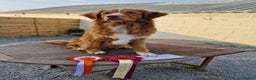 Nova Scotia Duck Tolling Retriever dogs for stud: Health Tested Toller/NSDTR Stud - Advert 2