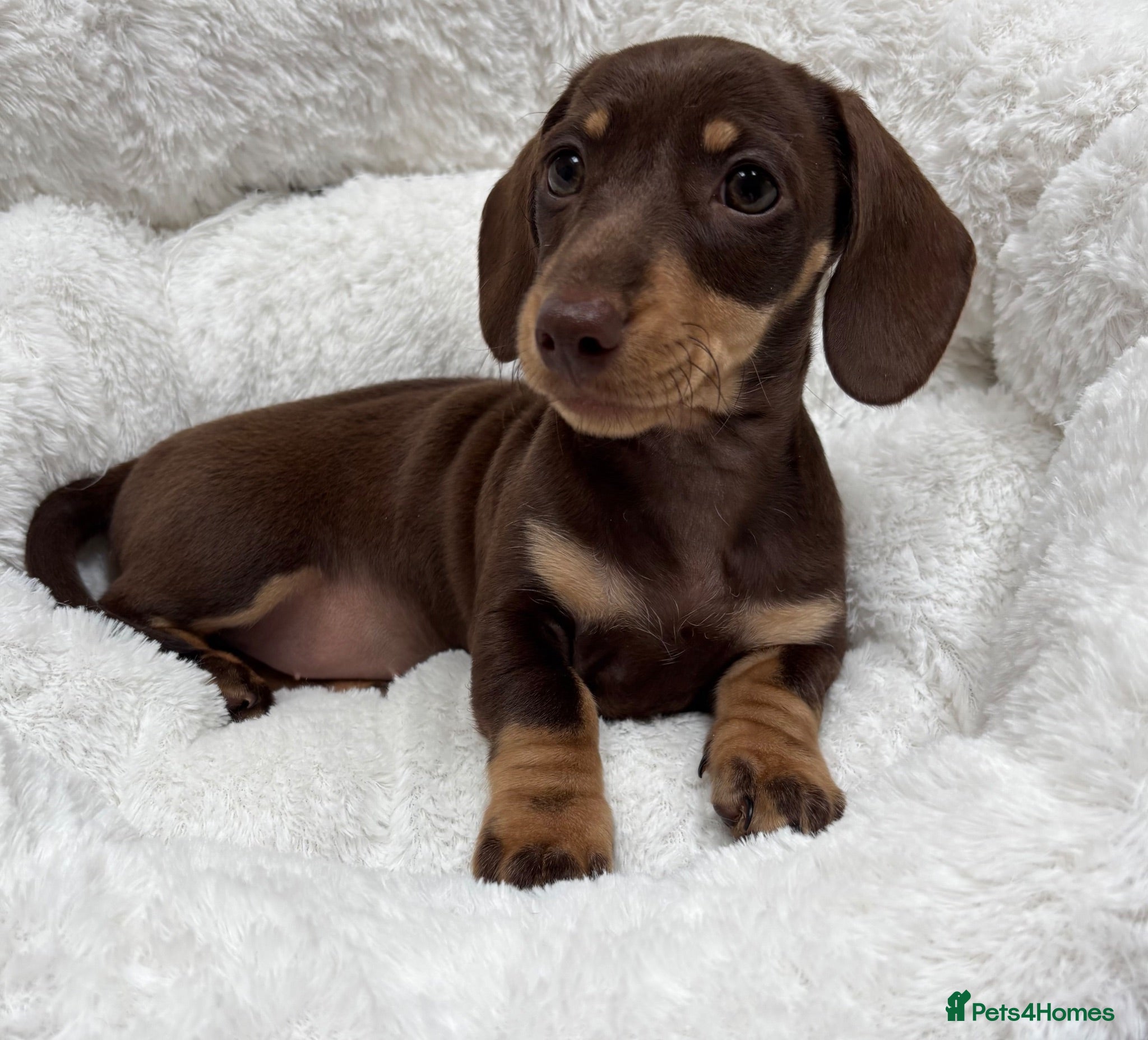 Miniature Dachshund dogs Stunning Miniature Dachshund puppies KC reg  - Advert 1