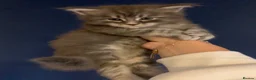 Maine Coon cats for sale: AMAZING TICA REGISTERED KITTENS - Advert 12