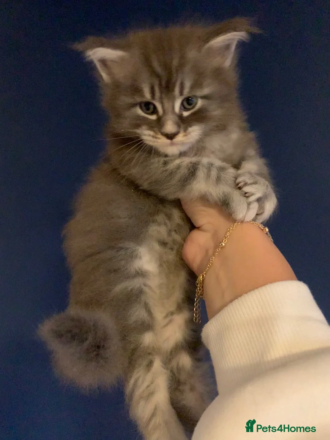 Maine Coon cats for sale: AMAZING TICA REGISTERED KITTENS - Advert 12