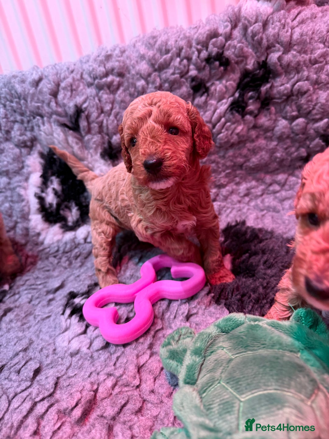 Miniature Poodle dogs for sale: Miniature poodle puppies ready now  - Image 18