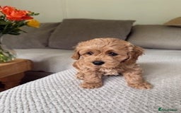 Cavapoo dogs for sale: Beautiful Litter Of F2b Cavapoos - Image 10