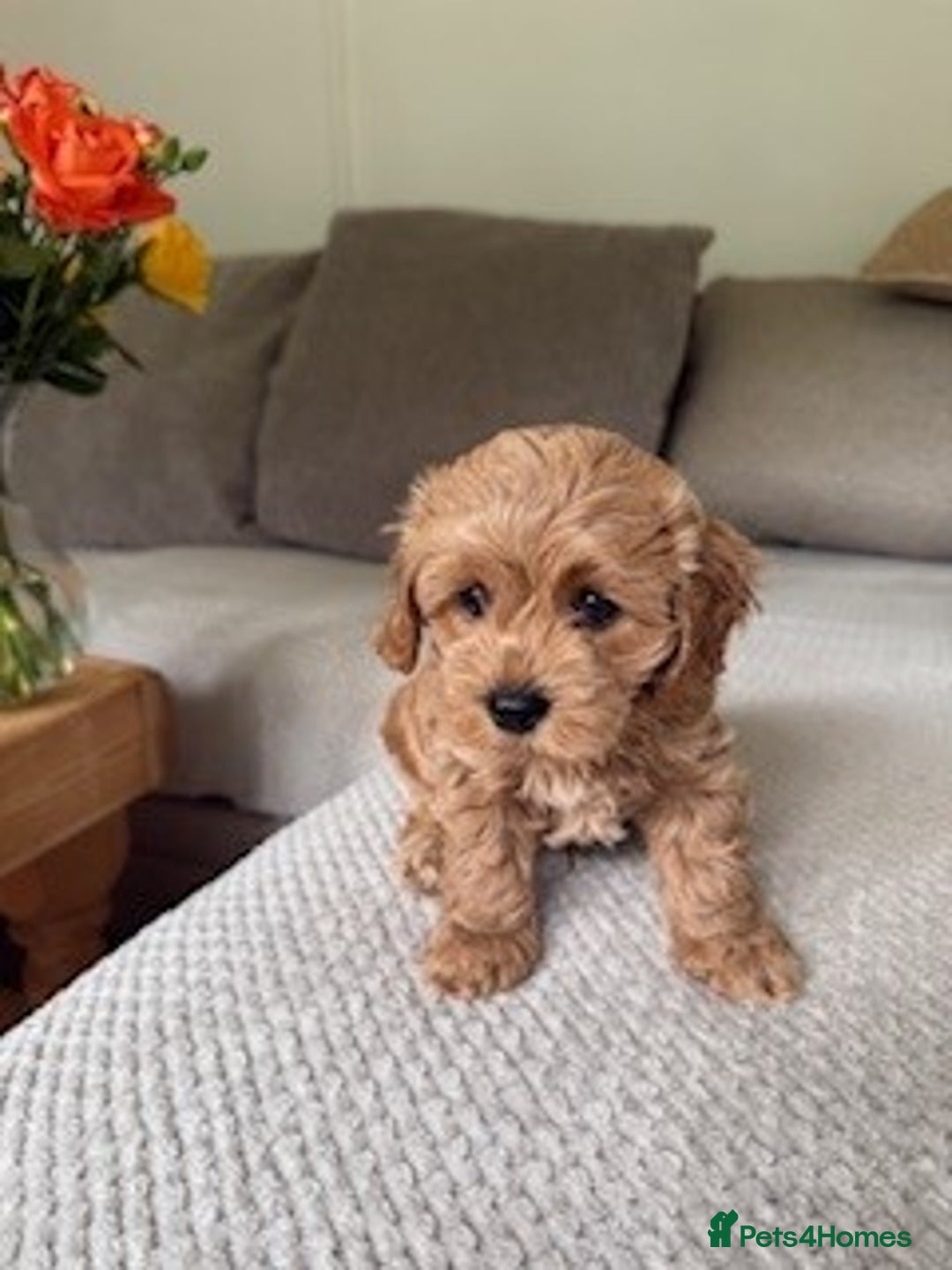 Cavapoo dogs for sale: Beautiful Litter Of F2b Cavapoos - Image 10