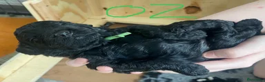Oz