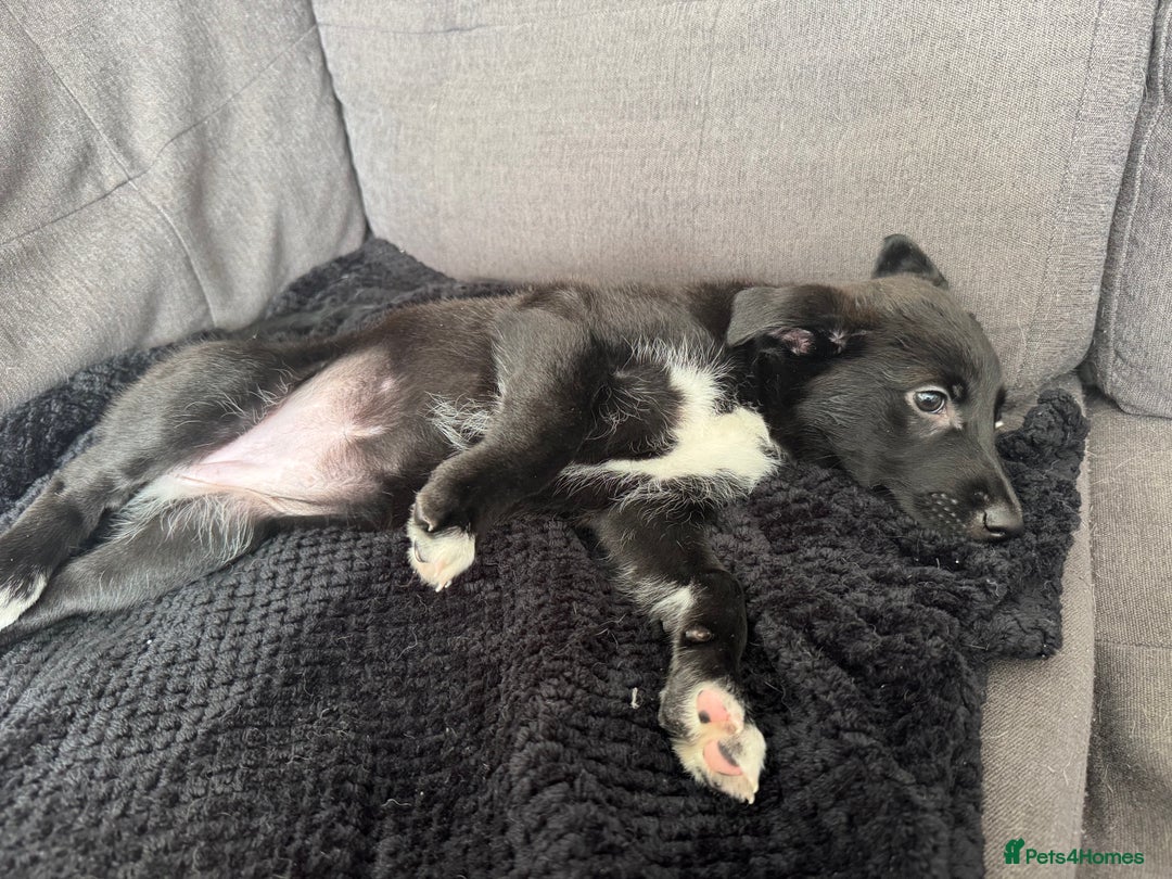 Mixed Breed dogs for sale: German Shepard/husky cross puppies  - Image 11
