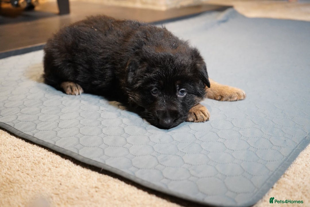 German Shepherd dogs for sale: KC Registered German Shepard Babies 🐾🐾🐾 - Advert 7