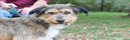 Mixed Breed dogs for adoption: Mursi  - Advert 4