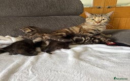 Mixed Breed cats for sale: Lovely mixed breed Kitrens for sale.  - Image 2