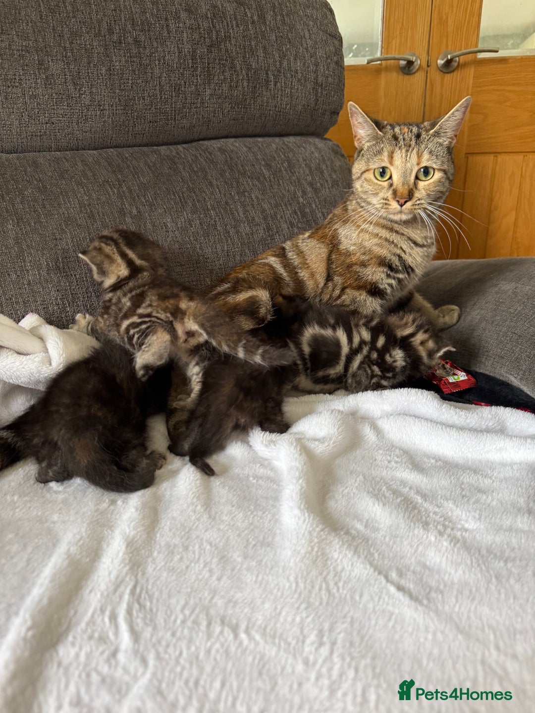 Mixed Breed cats for sale: Lovely mixed breed Kitrens for sale.  - Image 2