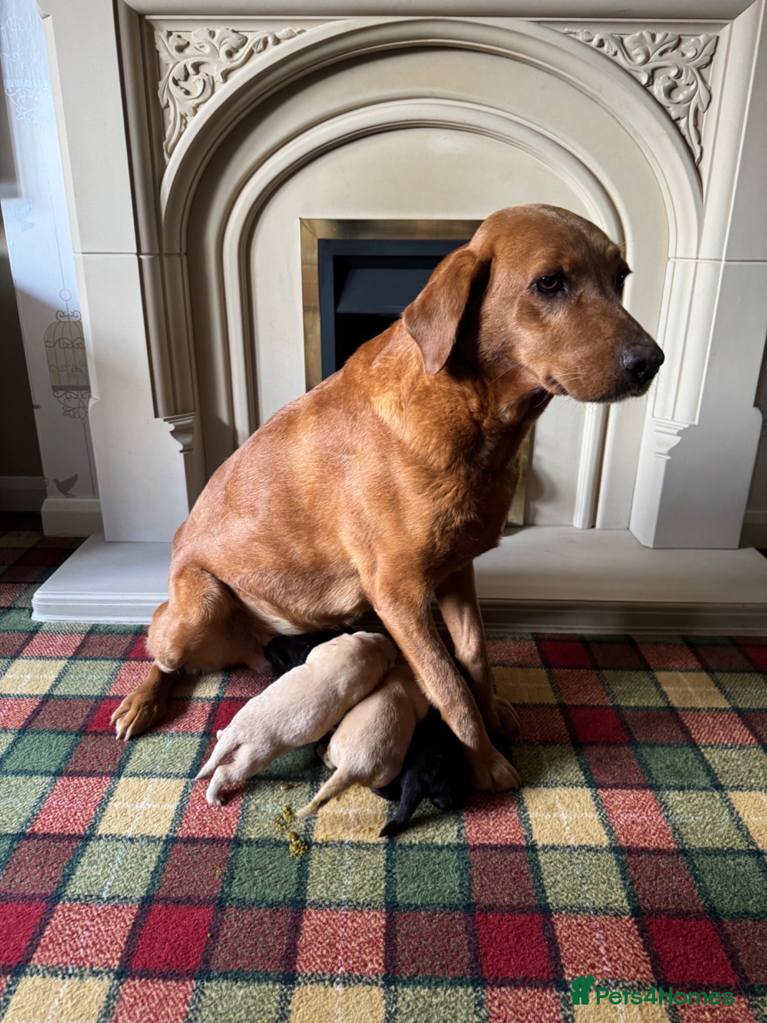 Labrador Retriever dogs Stunning KC Lab pups, health tested&many FTCH/Ws - Advert 3