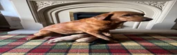 Labrador Retriever dogs for sale: Stunning KC Lab pups, health tested&many FTCH/Ws - Advert 3