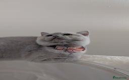 British Shorthair cats for sale: 2 BSH female kittens  - Image 2