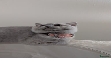 British Shorthair cats - Advert 1