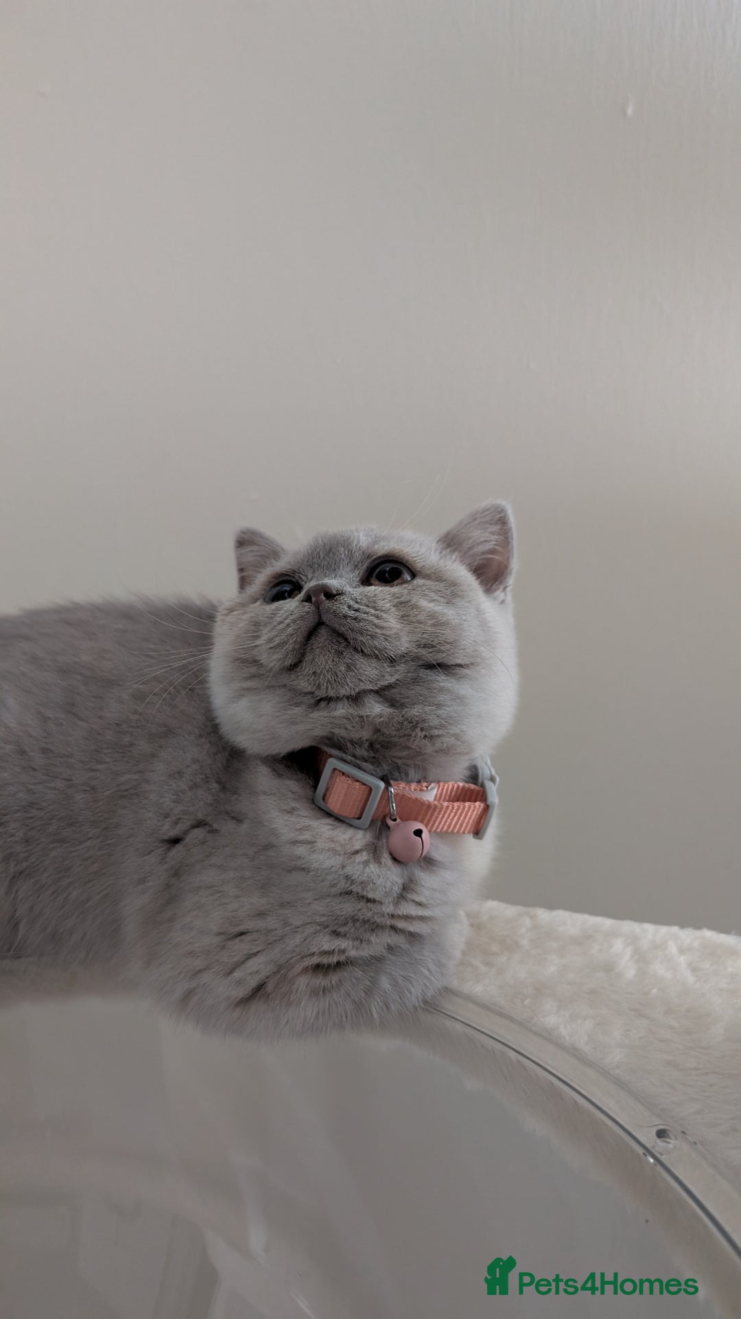 British Shorthair cats for sale: 2 BSH female kittens  - Image 2